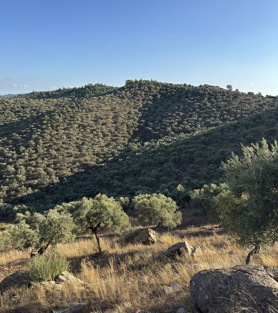 olive zeytinlikleri, asırlık Memecik zeytin ağaçları