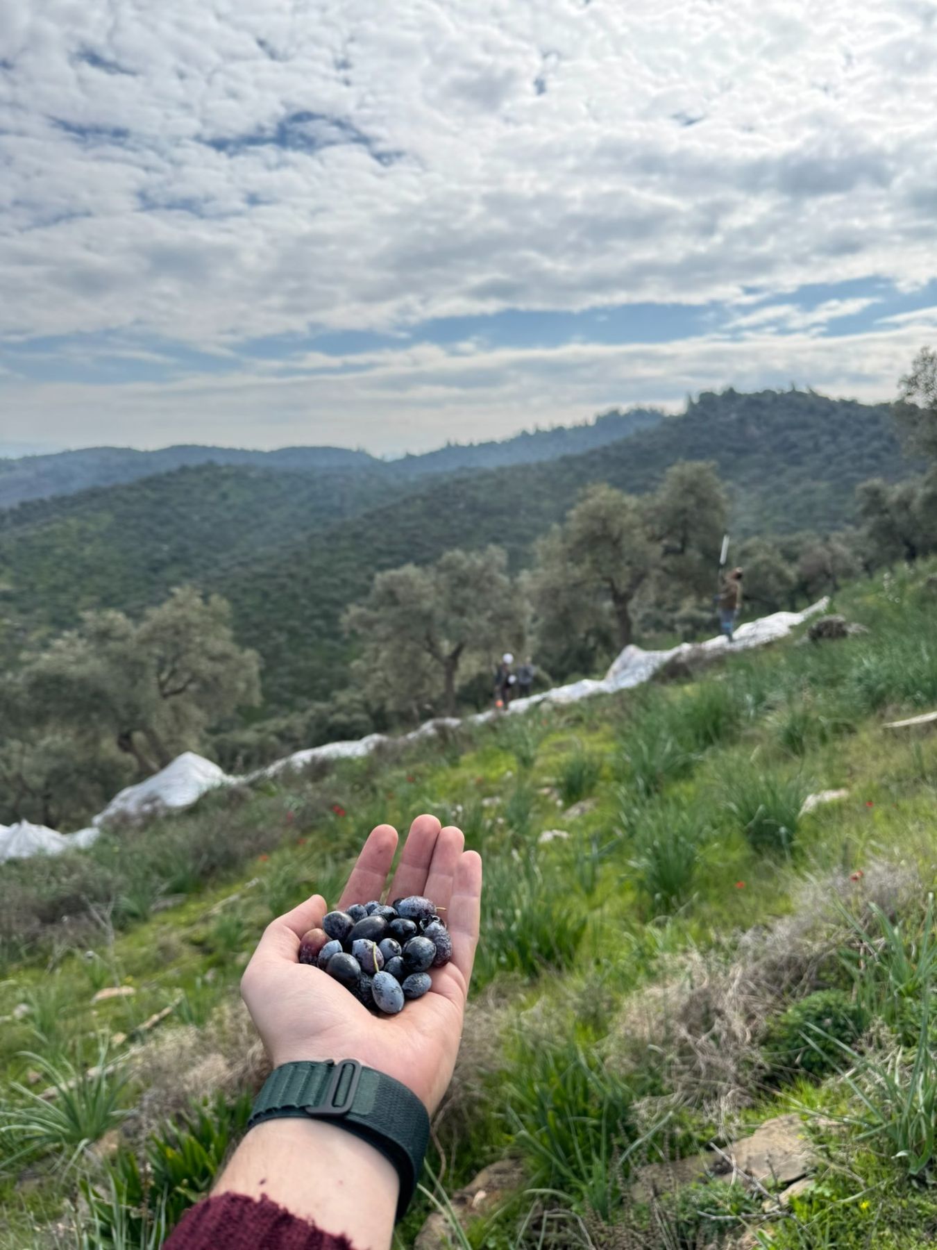 Milas zeytinliği