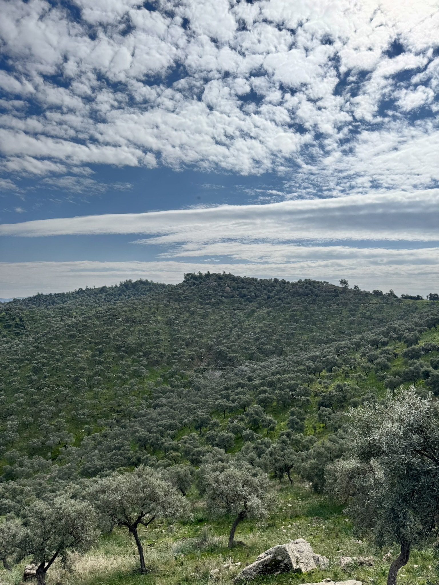 olive zeytinliği